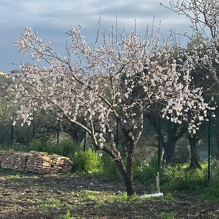 Il Gelso Bianco