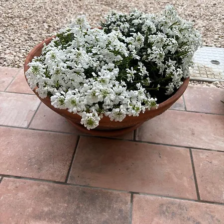 빌라 Il Gelso Bianco *